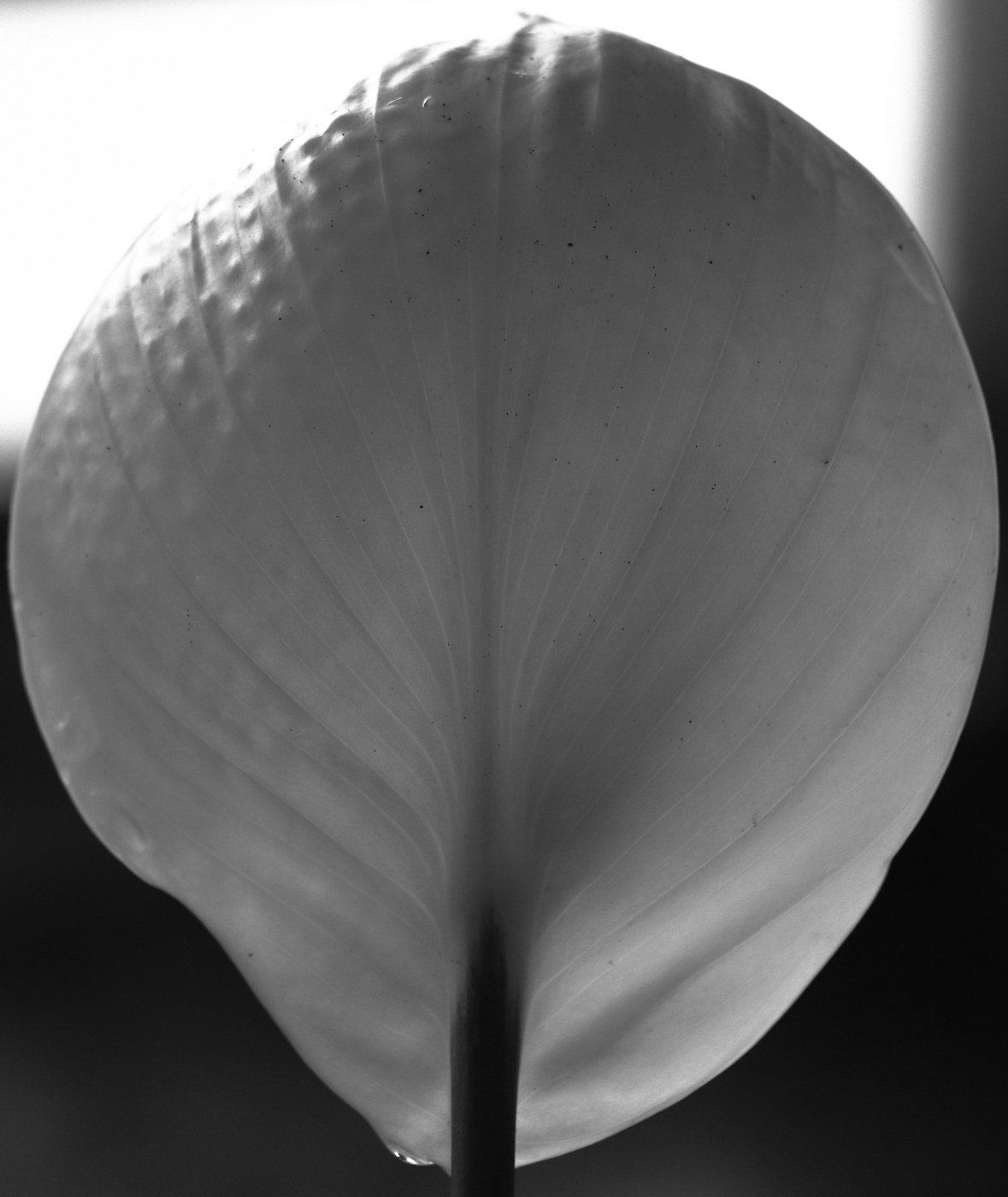2018 10 28 HTP 08879ebw